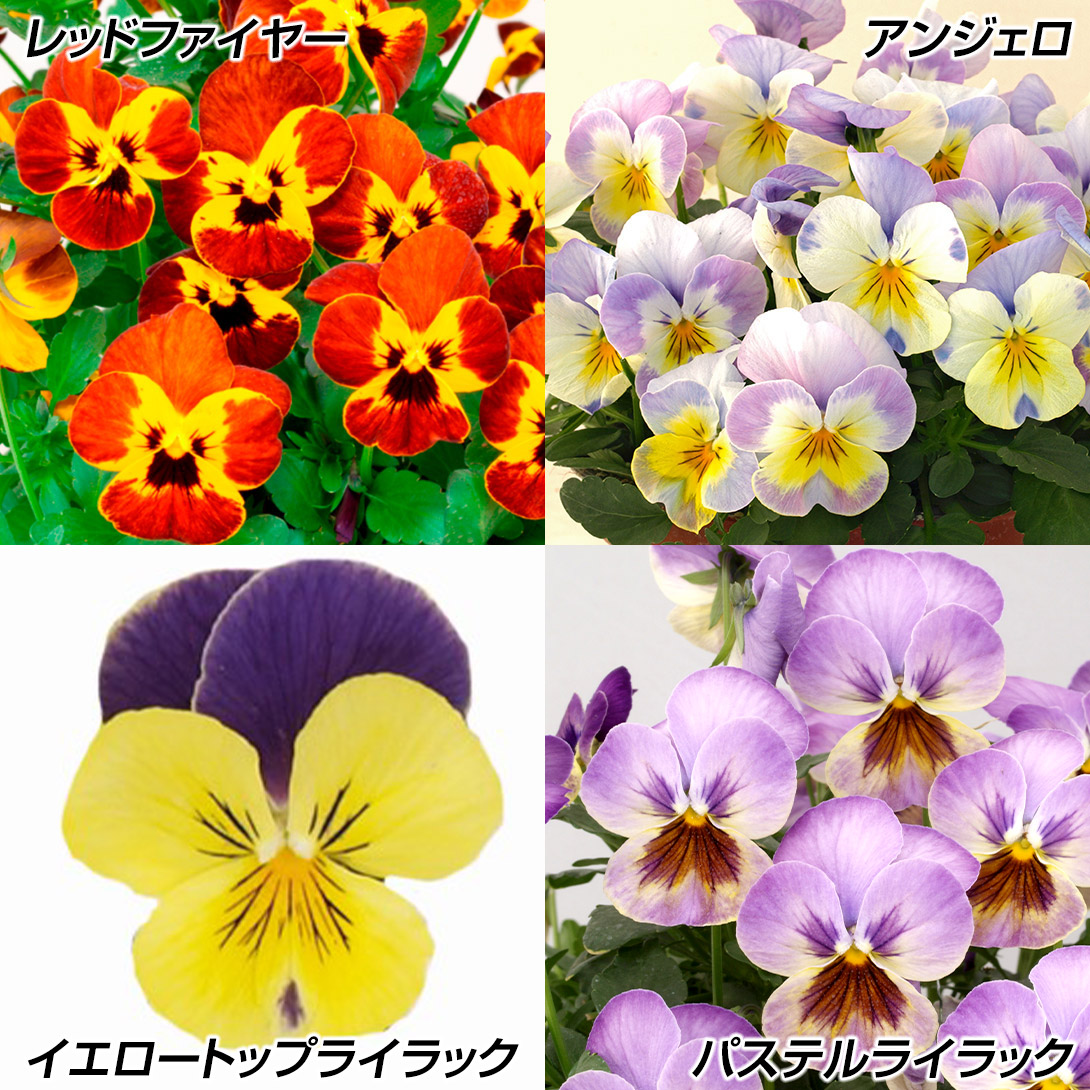 花苗 ビオラ キャラメルセット