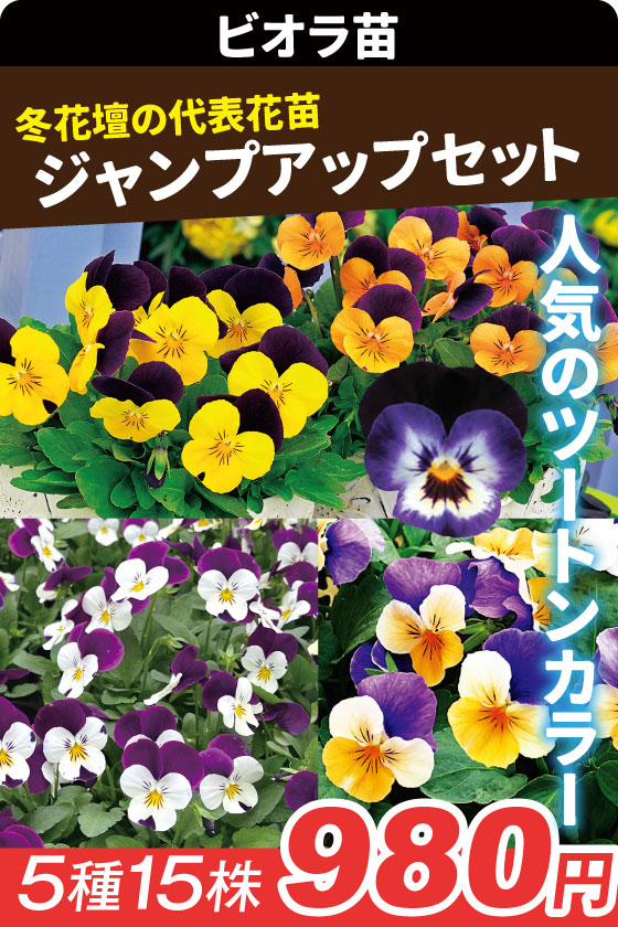 花苗 ビオラ ジャンプアップセット