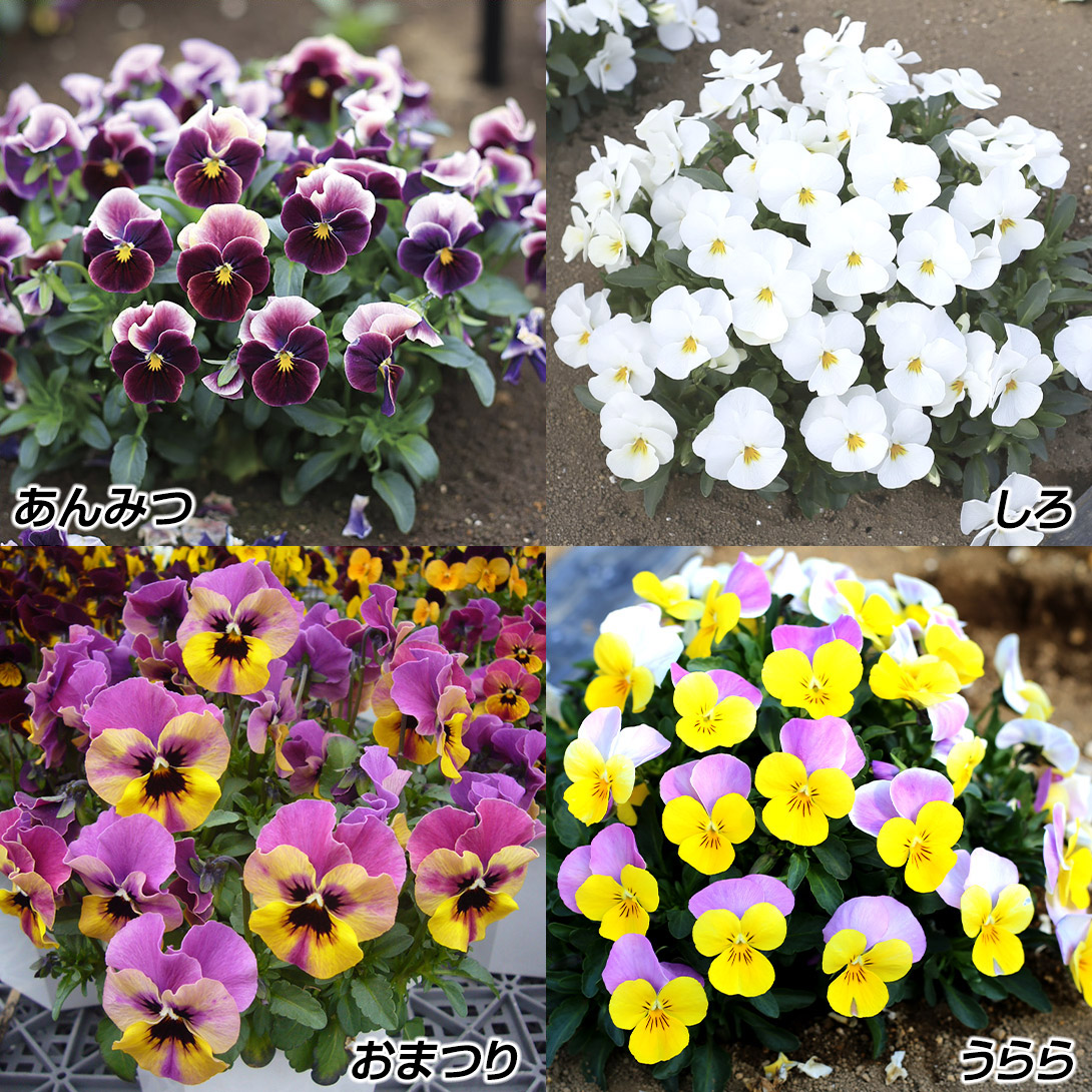 花苗 ビオラ 百花繚乱 F1ももか（R） Aセット