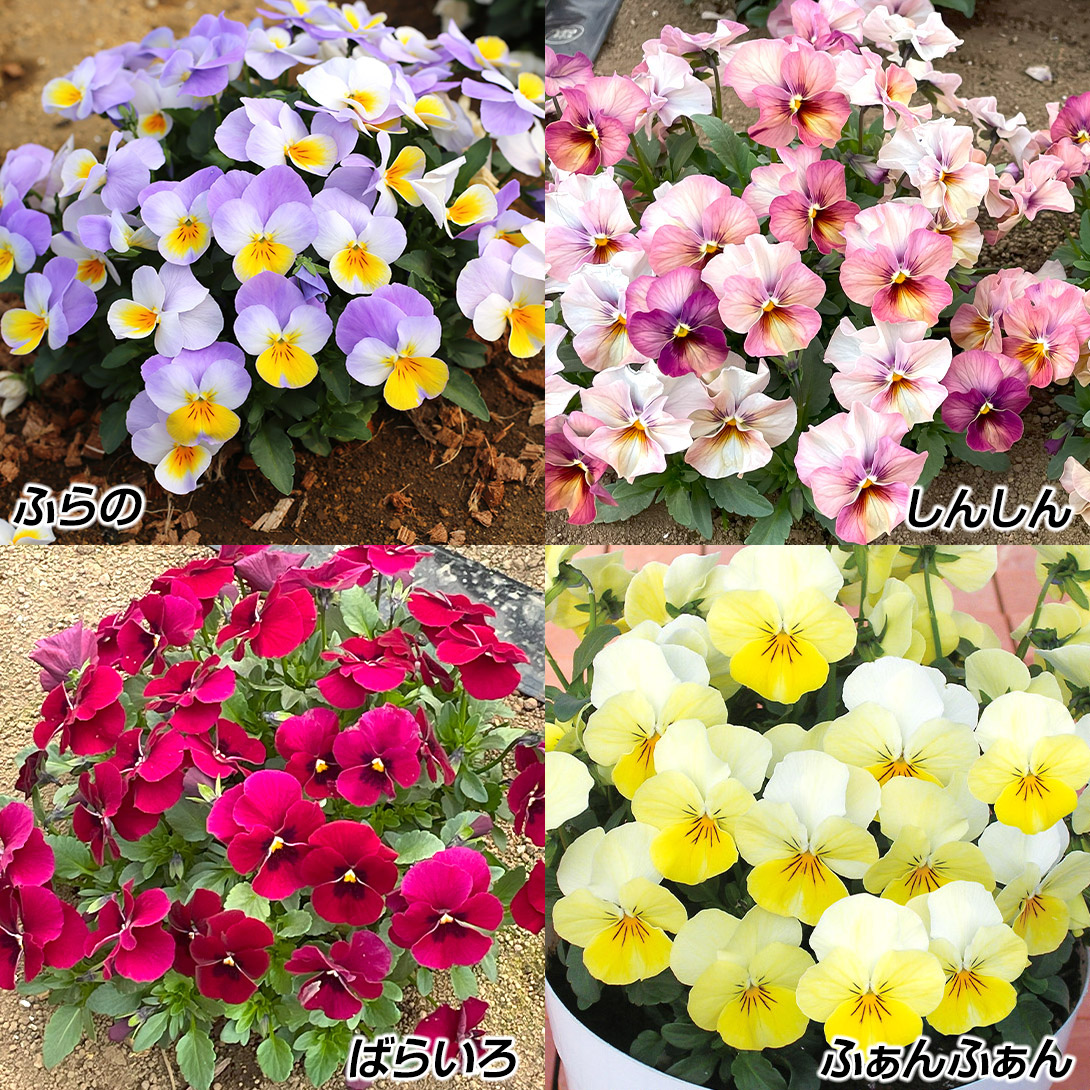 花苗 ビオラ 百花繚乱 F1ももか（R） Bセット