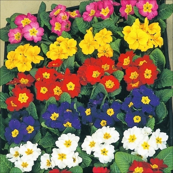 花苗 プリムラ ジュリアンミックス （無選別）
