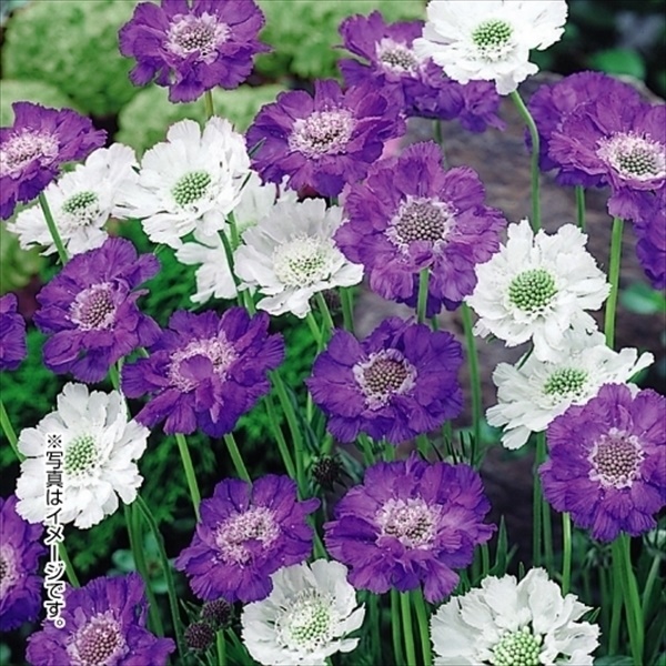 花苗 スカビオサ コーカシカセット（青花・白花）