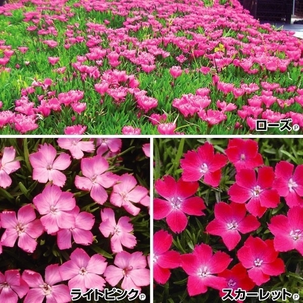 花苗 ナデシコ ナデシコ花はなセット 3種3株