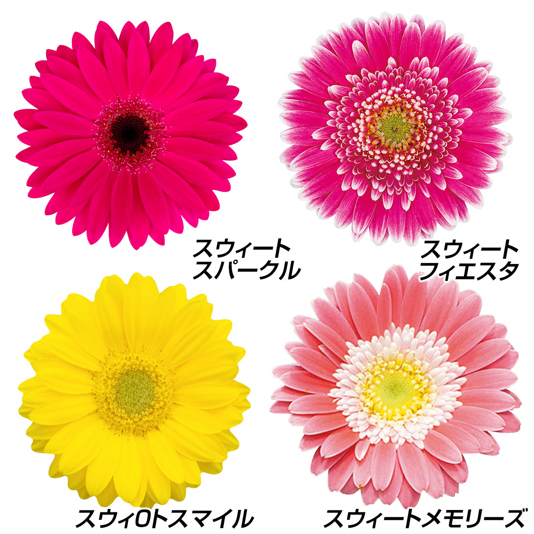 花苗 ガーベラ ガーデンガーベラ（R）セット 4種4株
