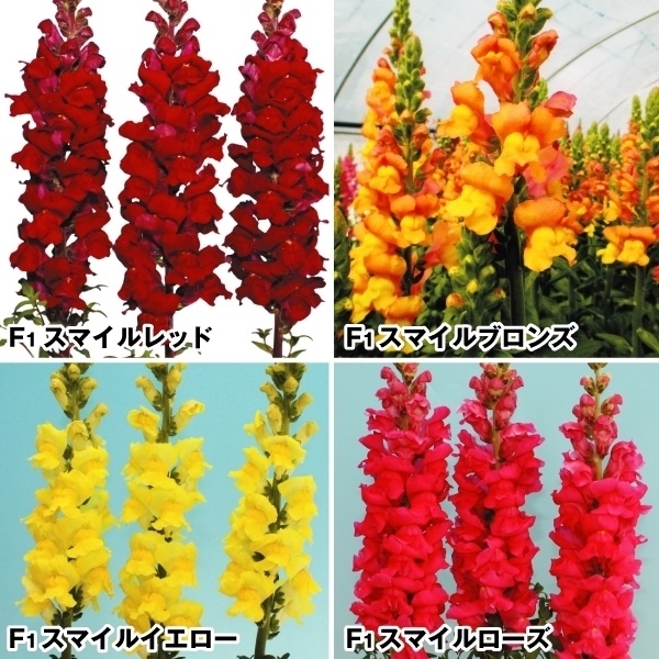 花苗 金魚草 スマイルセット