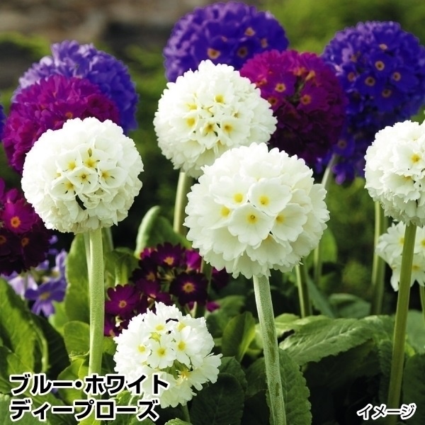 花苗 玉咲サクラソウセット 3種6株（ブルー・ホワイト・ディープローズ）