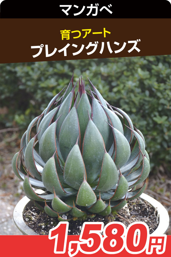 国華園オンラインショップ / 多肉植物
