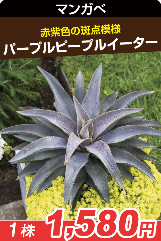 パープルピープル・マンガベ▲①