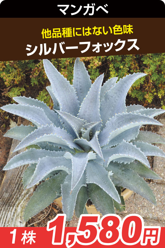 シルバーフォックスマンガベ▲①