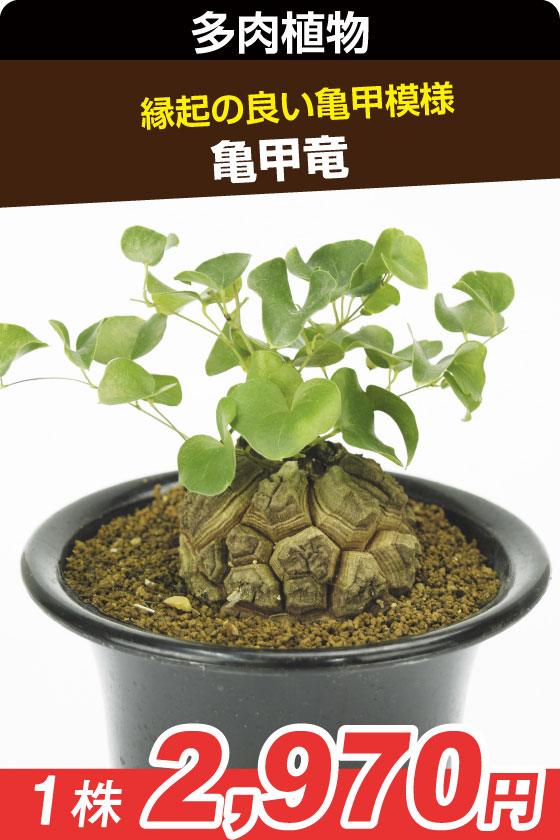 亀甲竜　多肉▲　　　　　　１株