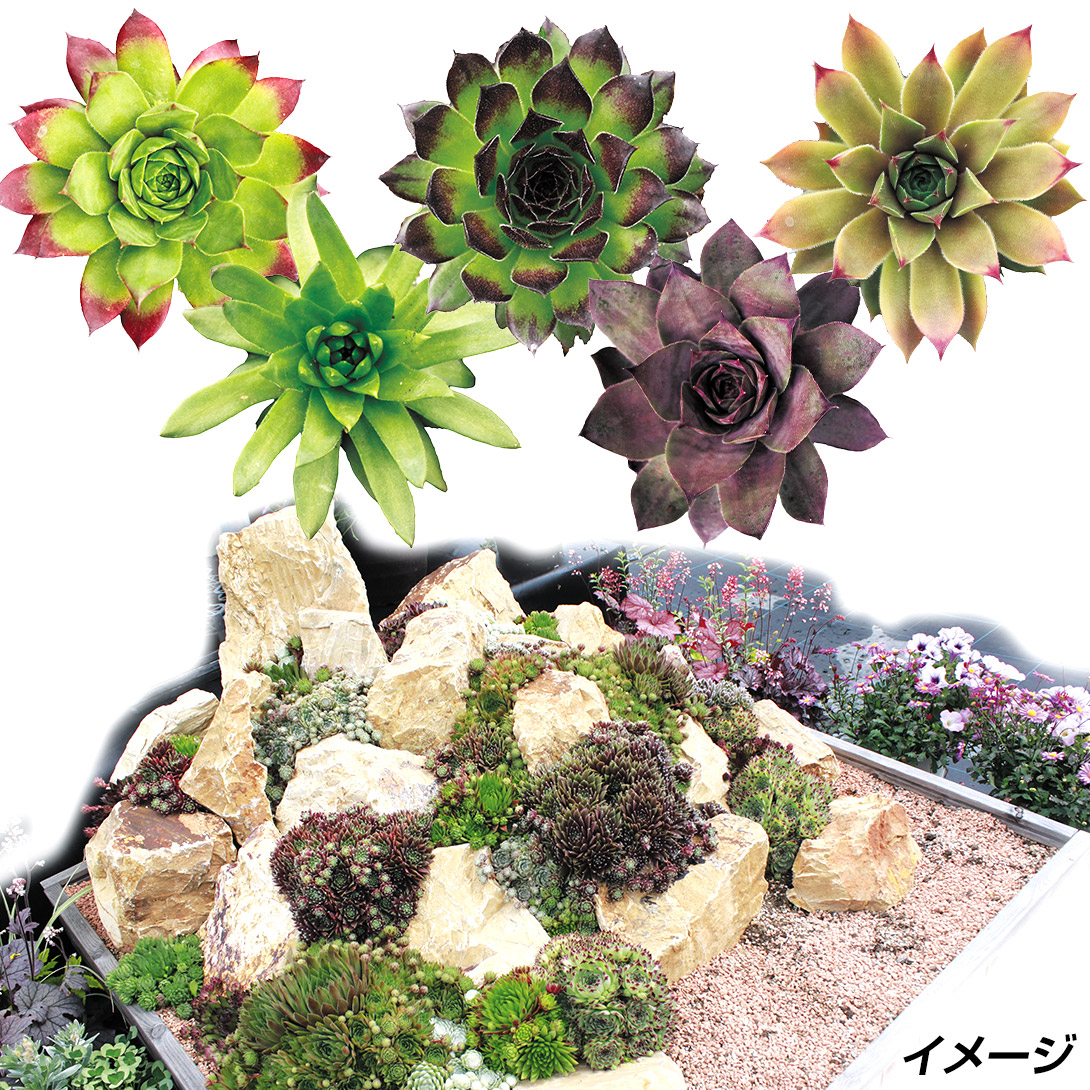 多肉植物 センペルビューム おまかせセット (無選別)
