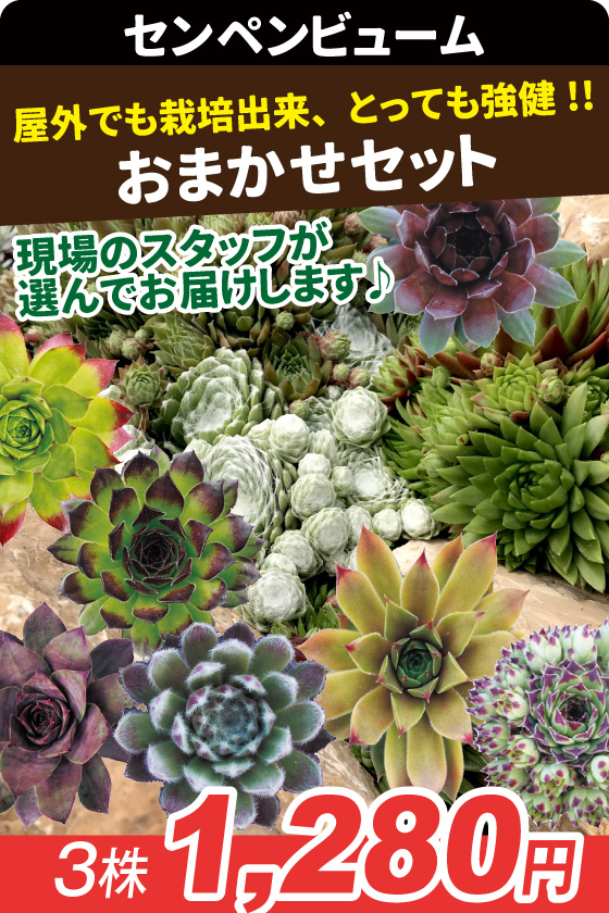 センペルビューム おまかせセット