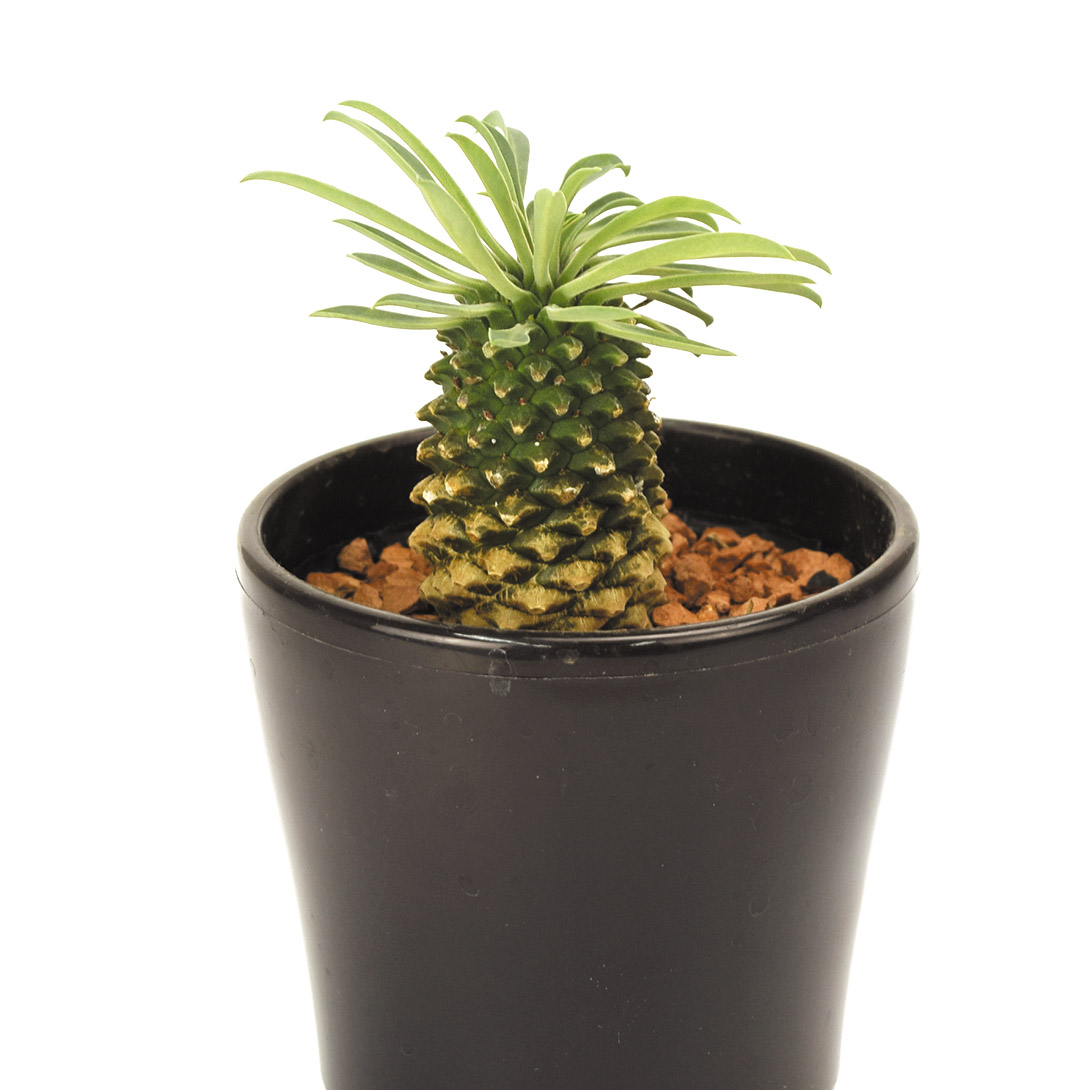 多肉植物 ユーフォルビア パイナップルコーン (ソテツキリン) 1株