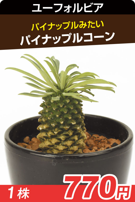 パイナップルコーン　多肉▲１株