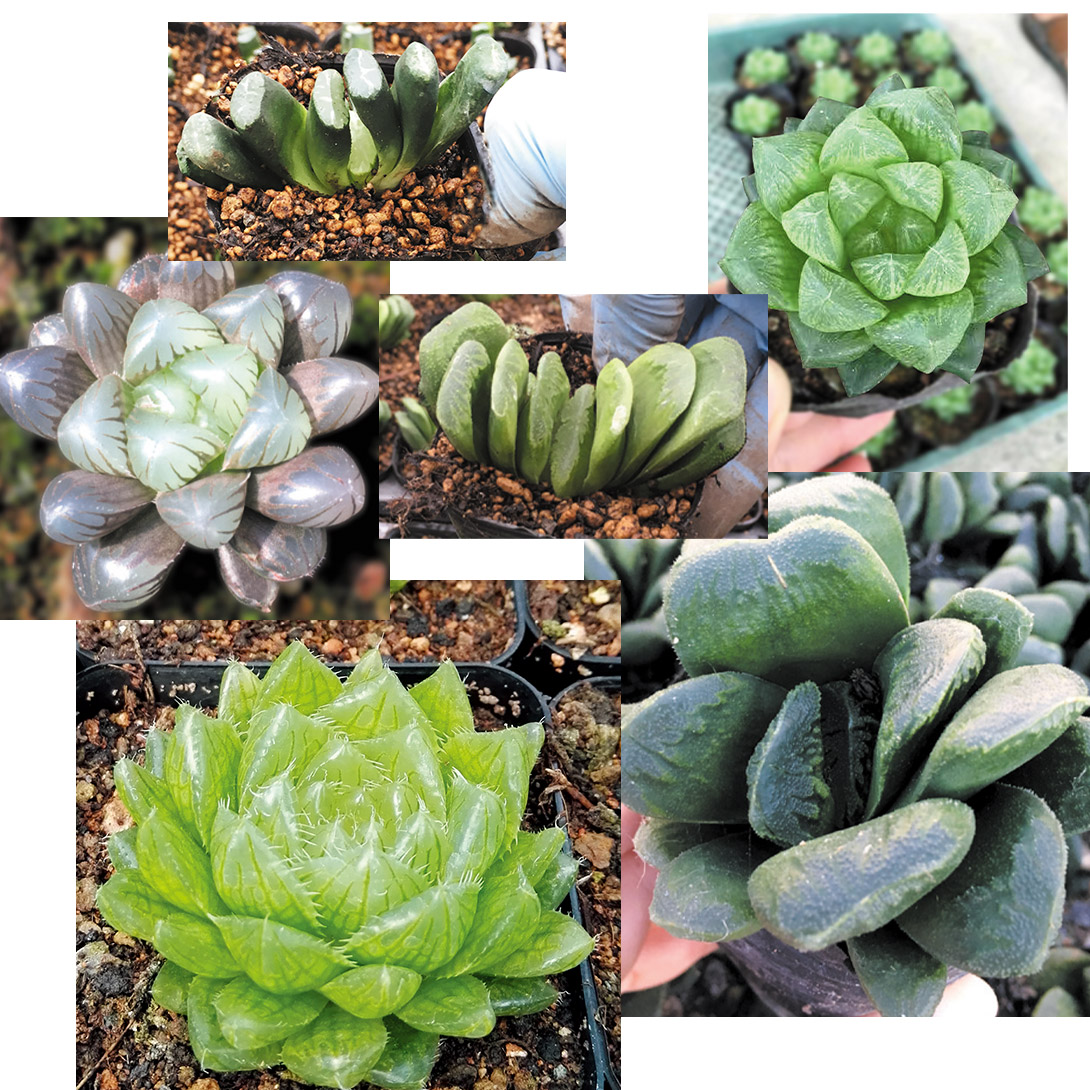 多肉植物 ハオルチア福袋 3株（品種見計らい・名称付き）