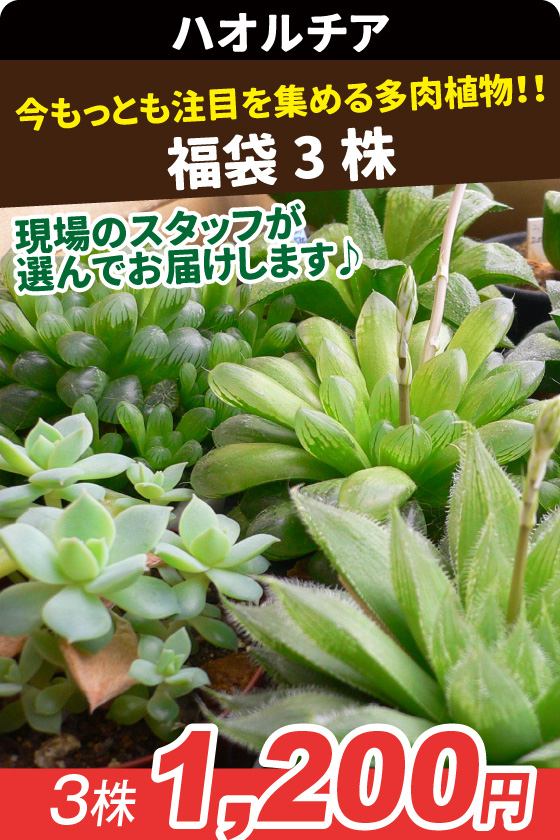 ハオルチア福袋 3株