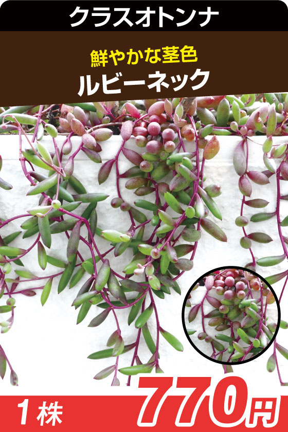 ルビーネックレス　多肉▲　２株