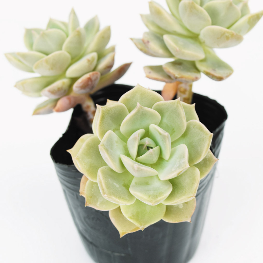 多肉植物 グラプトベリア 白ぼたん 2株