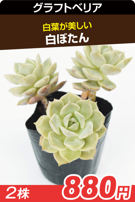 国華園オンラインショップ / 多肉植物