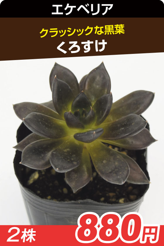 くろすけ　多肉▲　　　　　２株