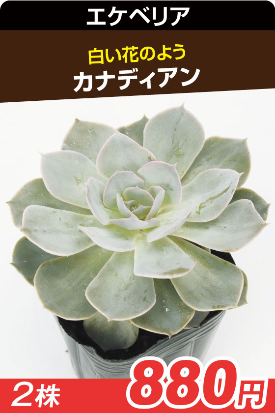 国華園オンラインショップ / 多肉植物