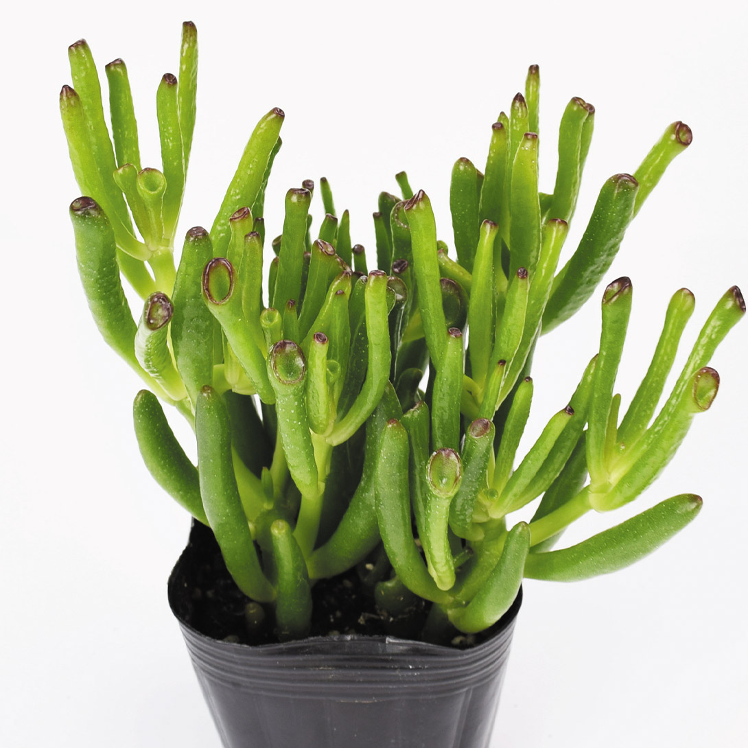多肉植物 エケベリア 宇宙の木（ゴーラム） 2株