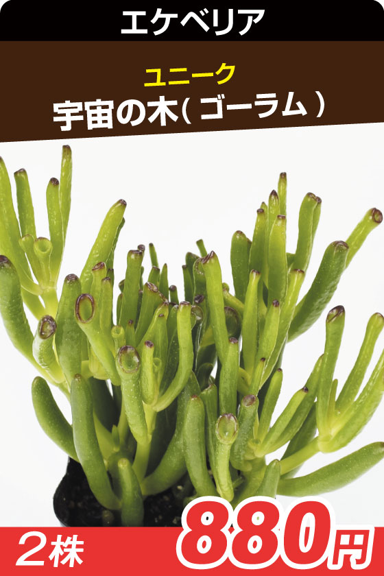 宇宙の木　多肉▲　　　　　２株