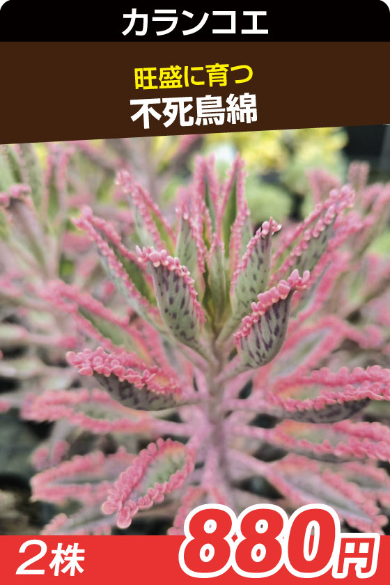 不死鳥錦　多肉▲　　　　　２株