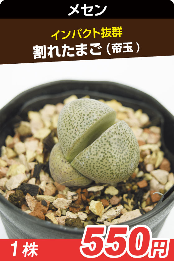 割れたまご　多肉▲　　　　１株