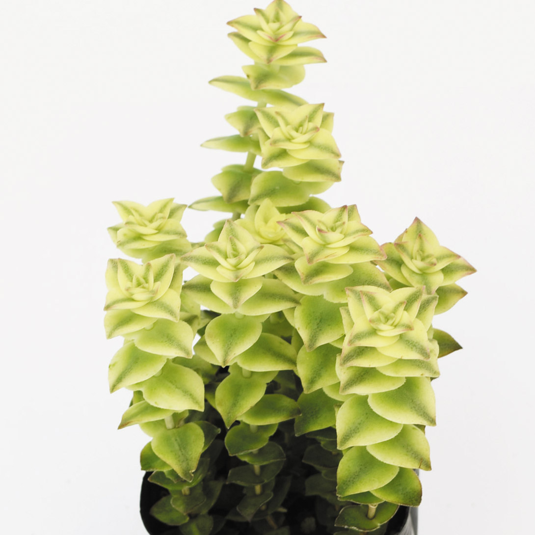 多肉植物 クラッスラ 南十字星 2株