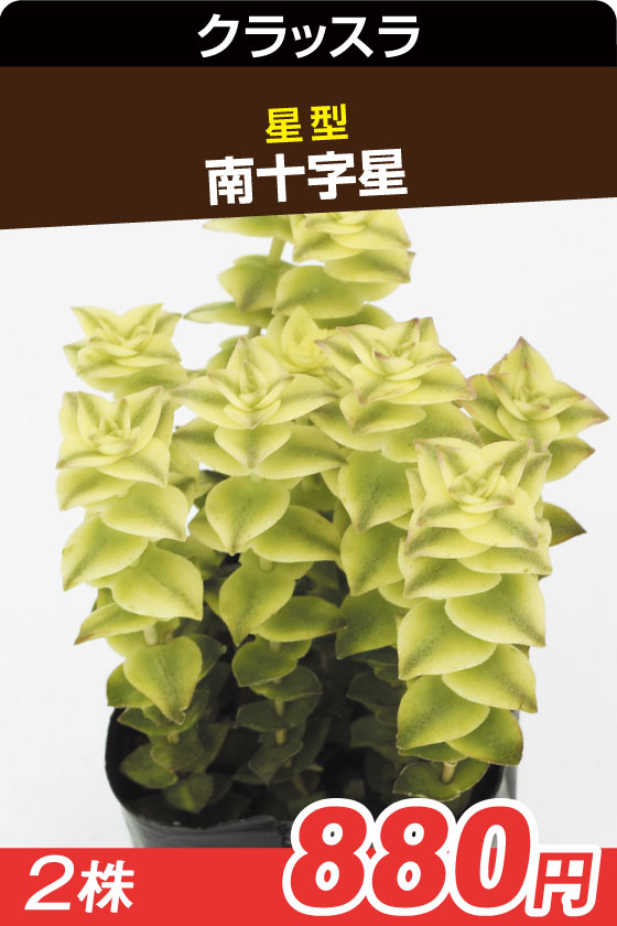 南十字星　多肉▲　　　　　２株