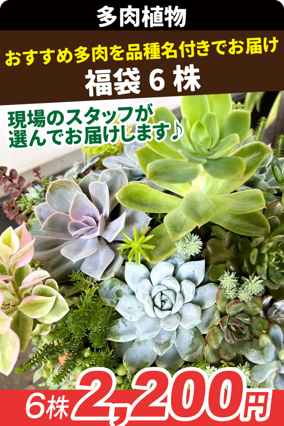 多肉植物福袋 6株(品種見計らい・名称付き)