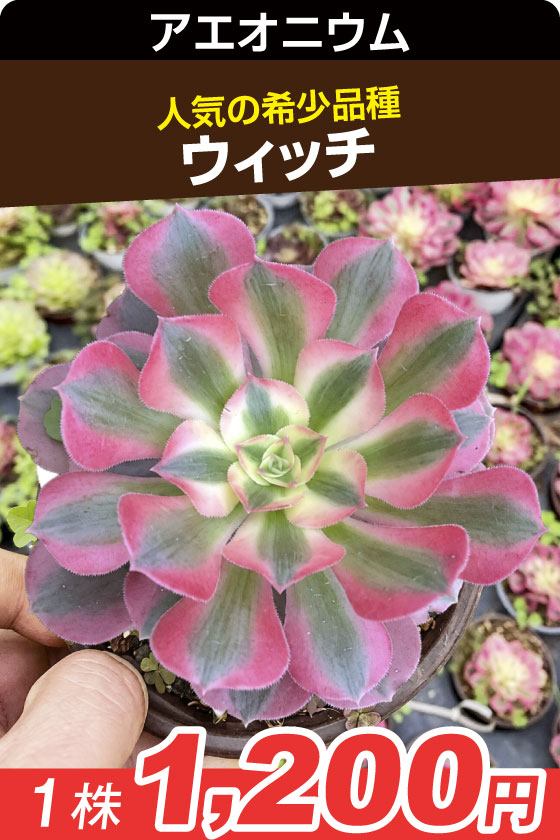 ウィッチ　アエオニウム▲　１株