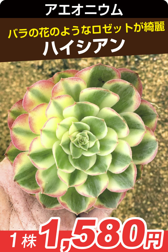 国華園オンラインショップ / 多肉植物