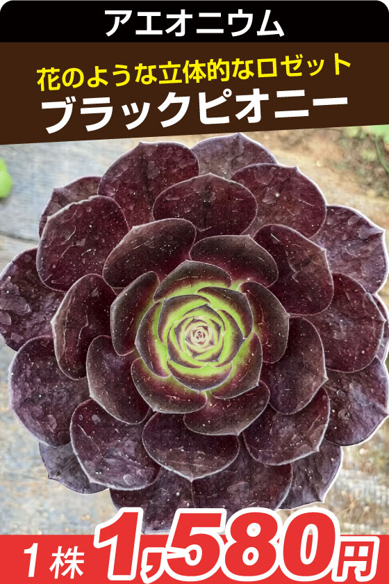 国華園オンラインショップ / 多肉植物