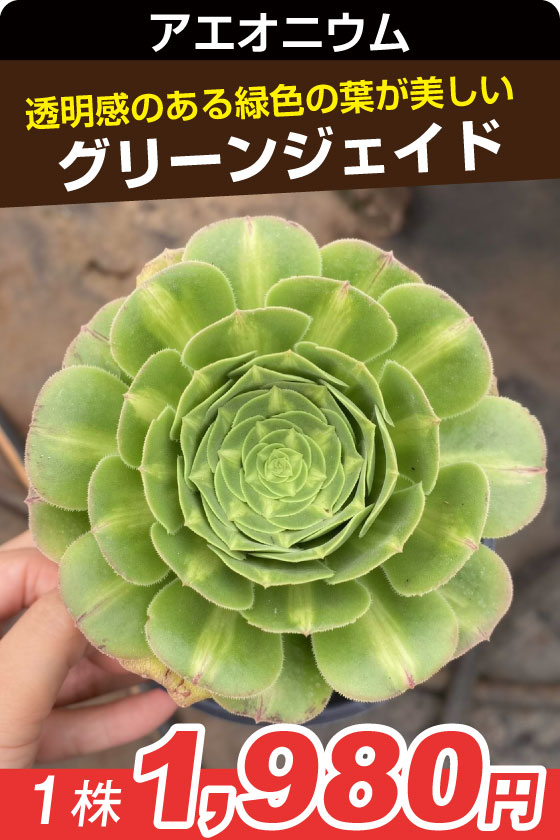 グリンジェイド　アエオニ▲　①