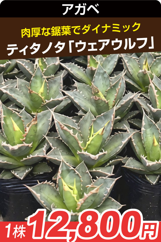 アガベ ティタノタ ウェアウルフ