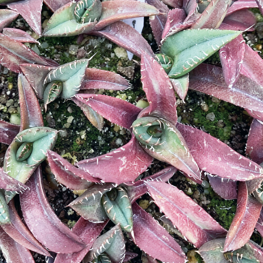多肉植物 アガベ ローガン 1株