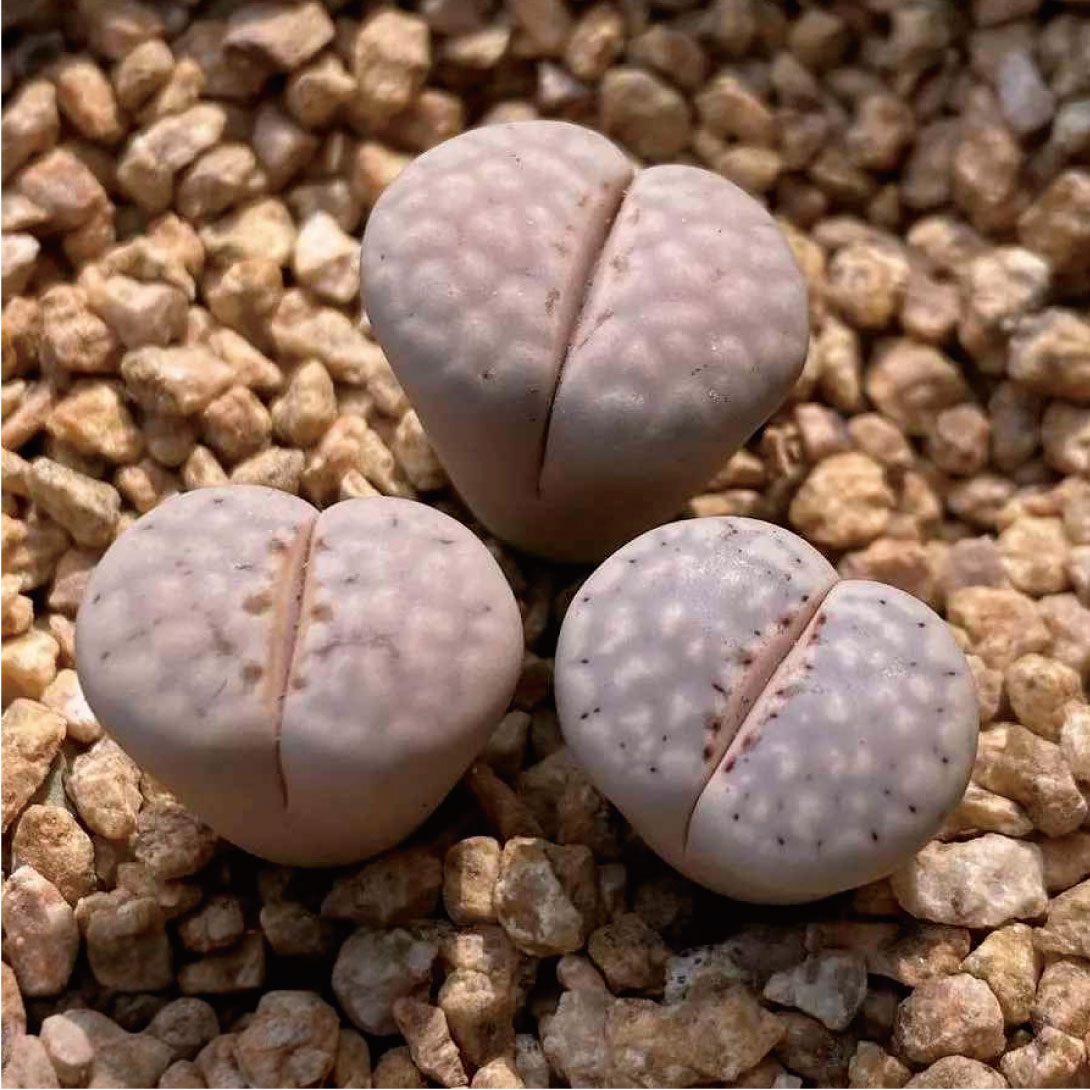 多肉植物 リトープス スノーホワイト 1株