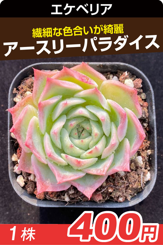 アスリパラダイ・エケベリ▲　①