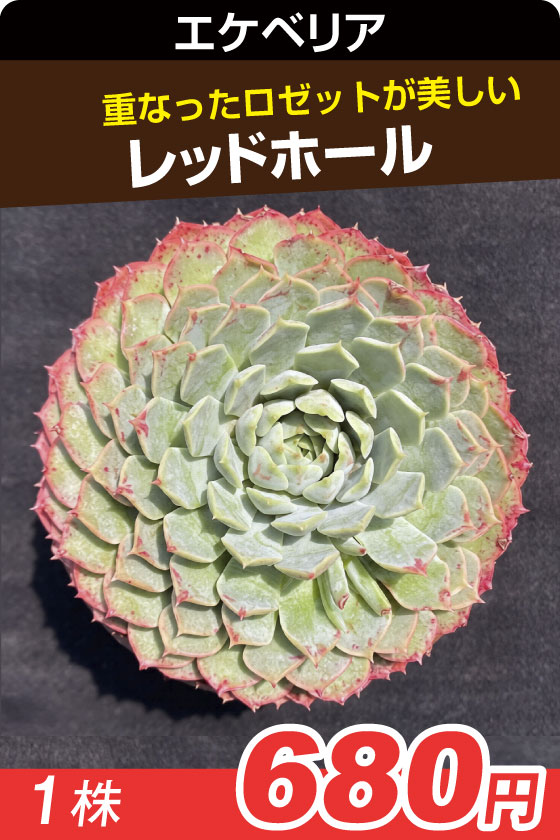 レッドホール　エケベリア▲　①