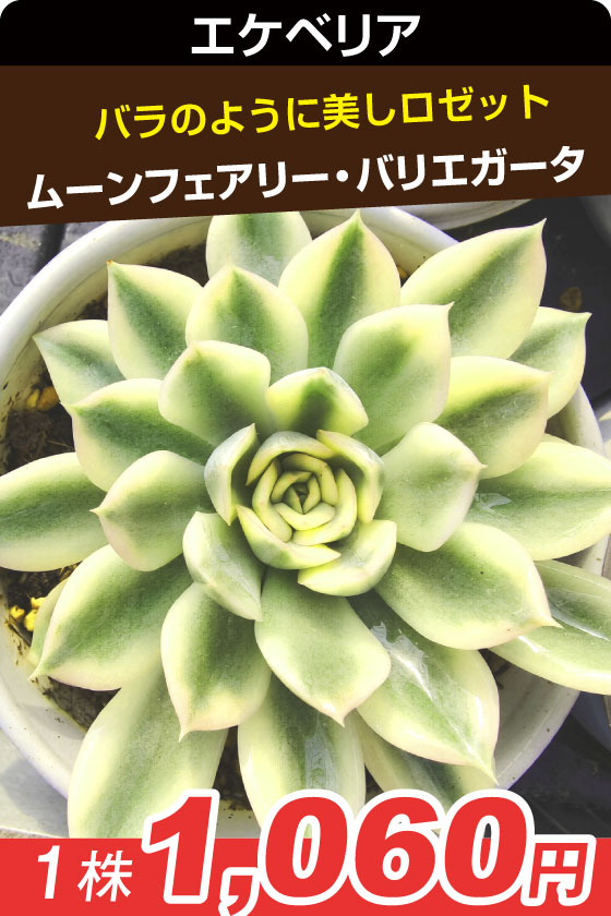 国華園オンラインショップ / 多肉植物