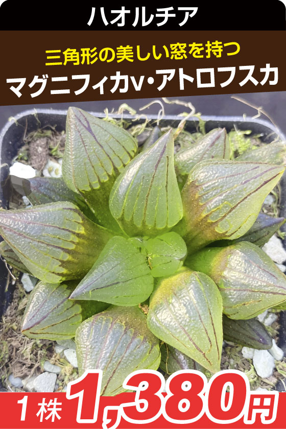 マグニフィカ・ハオルチア▲　①