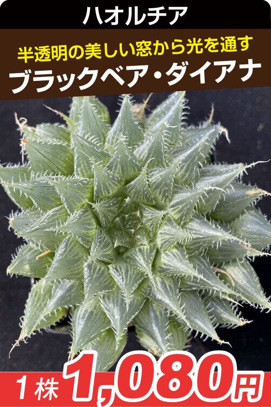 ブラックべア・ハオルチア▲　①
