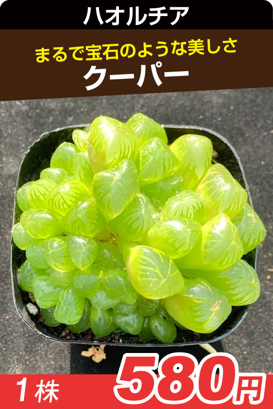 ハオルチア クーパー