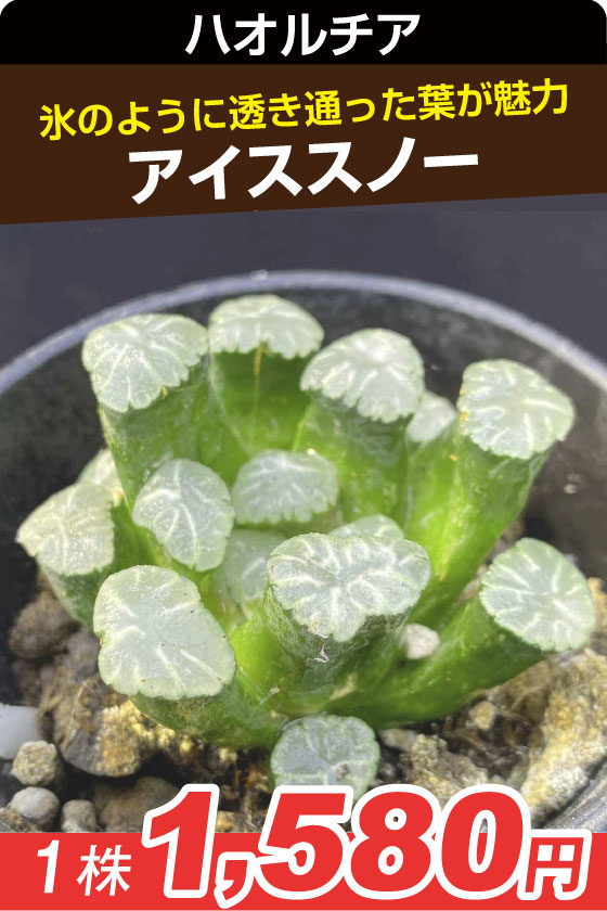 アイススノ・ハオルチア▲　１株