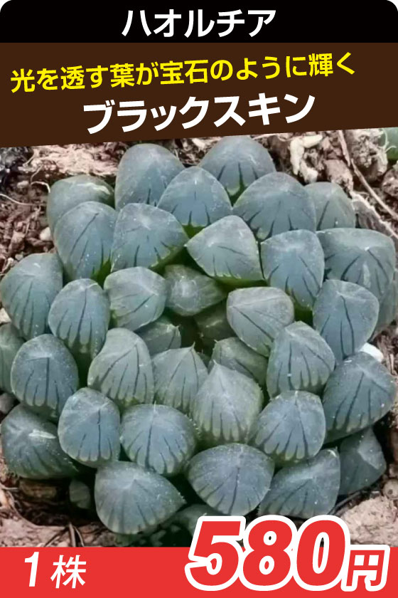 ブラックスキ　ハオルチア▲　①