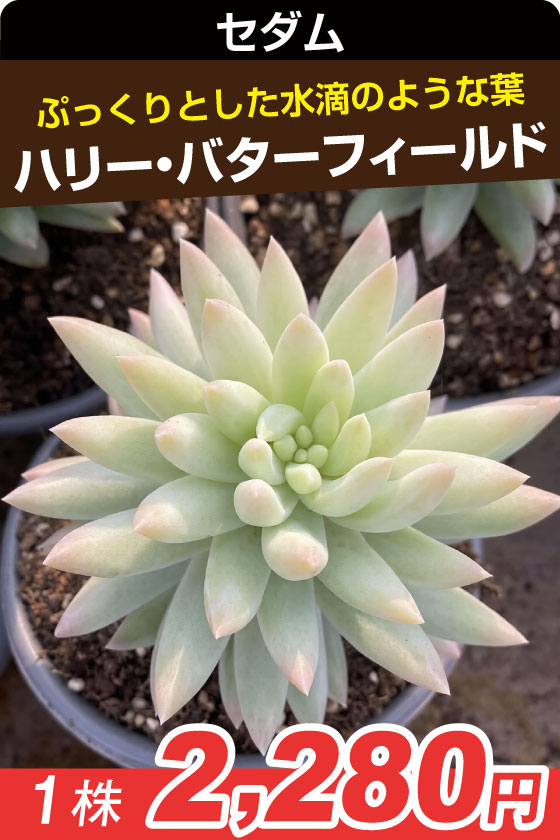 国華園オンラインショップ / 多肉植物