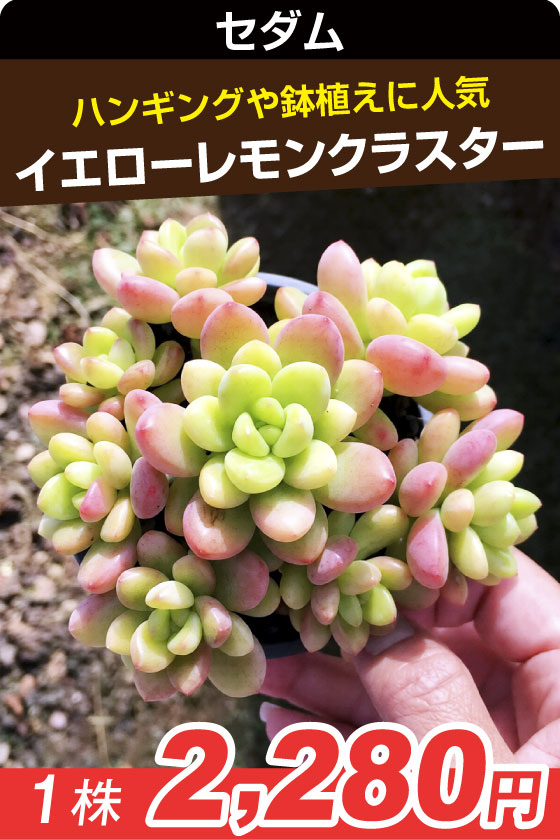 イエロレモンクラ・セダム▲　①