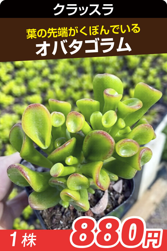 オバタゴラム　クラッスラ▲　①